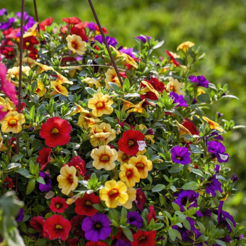 Blühende, bunte Petunien in einer Blumenampel. | © Getty Images/ Ali Majdfar