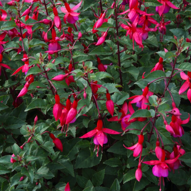 Close-up einer Fülle von roten und pinken Fuchsienblüten in einem Blumenbeet. | © Getty Images/ Rosemary Calvert