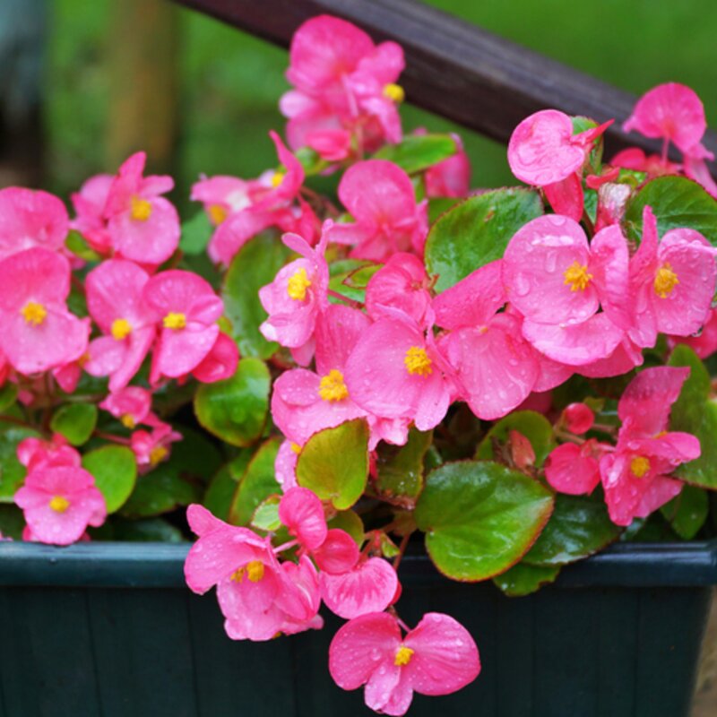 Pinke Begonien in einem kleinen  | © Getty Images/ YONCA60
