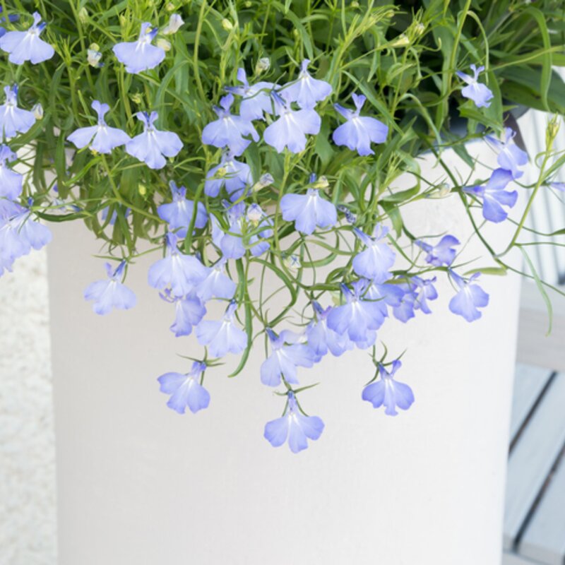 Zart blau blühende Lobelien vor einer weißen Wand. | © Getty Images/ Kenny Williamson
