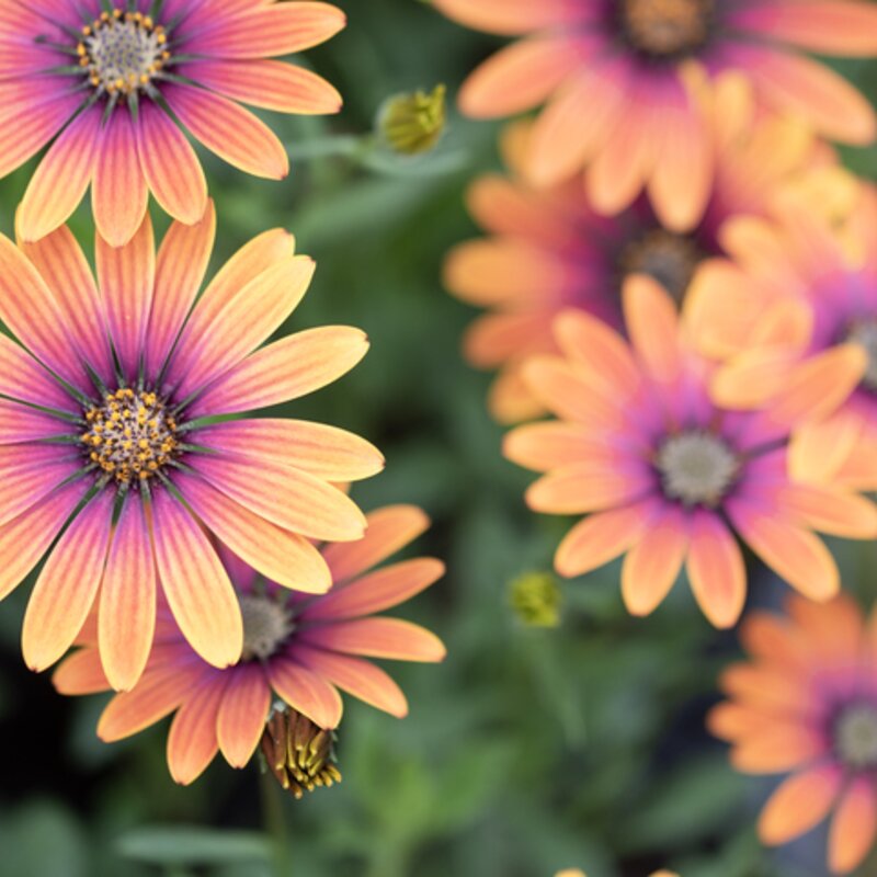 Blühende Kapkörbchen mit orange-lila Blütenblättern. | © Getty Images/ Paolo Carnassale