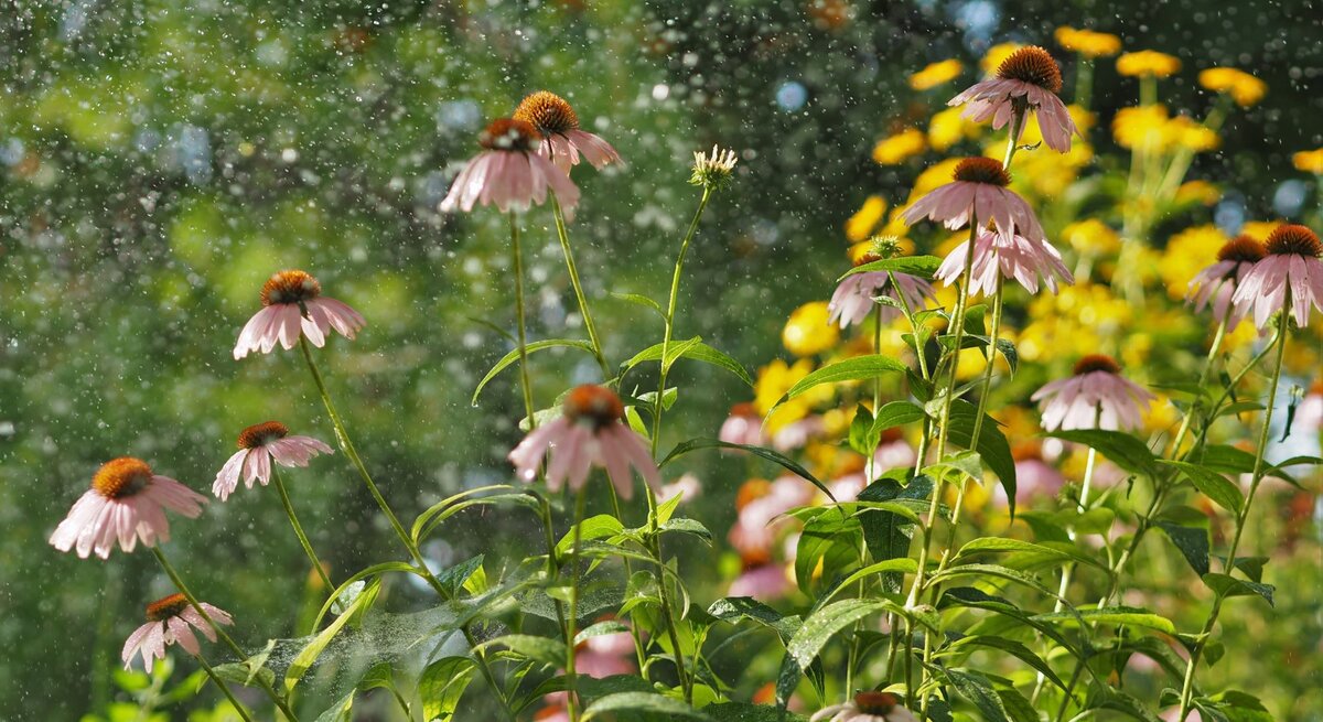 Bunte Blumen wachsen im Regen.