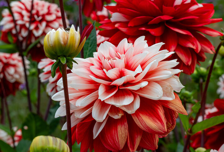 Leuchtend rote Dahlien | © Getty Images/ Steve Lyne