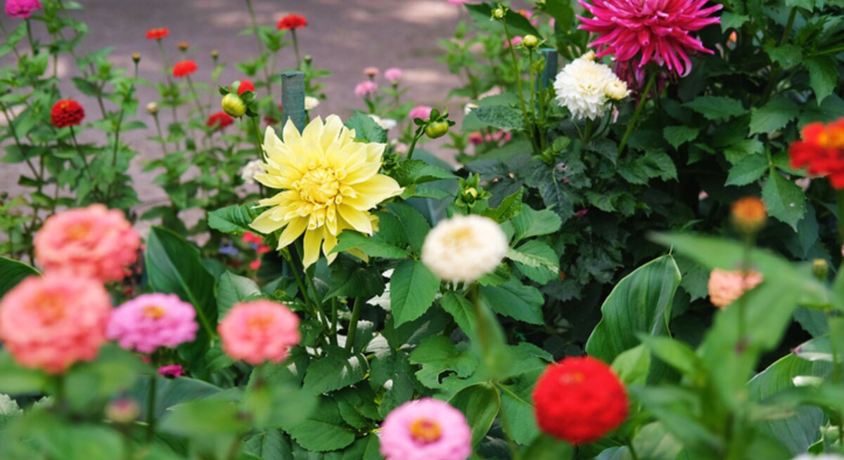 Blühende Dahlien