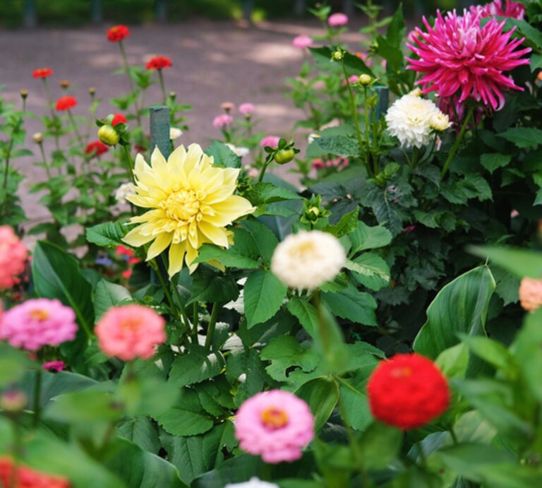 Blühende Dahlien | © Getty Images/ Mariia Zotova