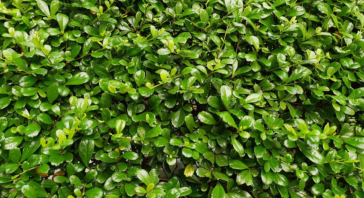 Dicht gewachsene Hecke mit glänzenden, sattgrünen Blättern in gleichmäßiger Struktur bei diffusem Tageslicht.