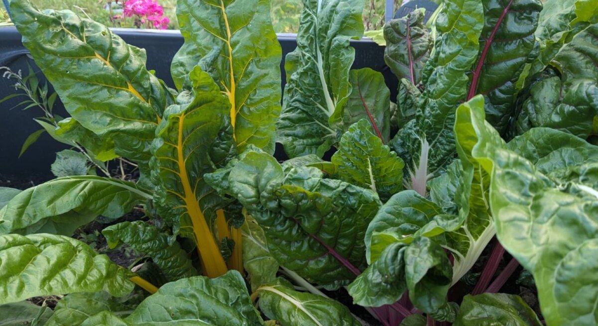 Frische Mangoldblätter mit gelben und roten Stielen wachsen üppig in einem Beet, im Hintergrund grüne Wiese und pinke Blumen.