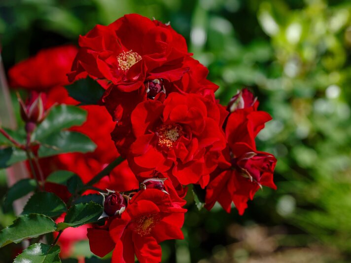 Üppig blühende tiefrote Rosen mit leuchtenden gelben Blütenkernen ragen vor grünem, unscharfem Pflanzenhintergrund empor. | © Adobe Stock/ Flower_Garden