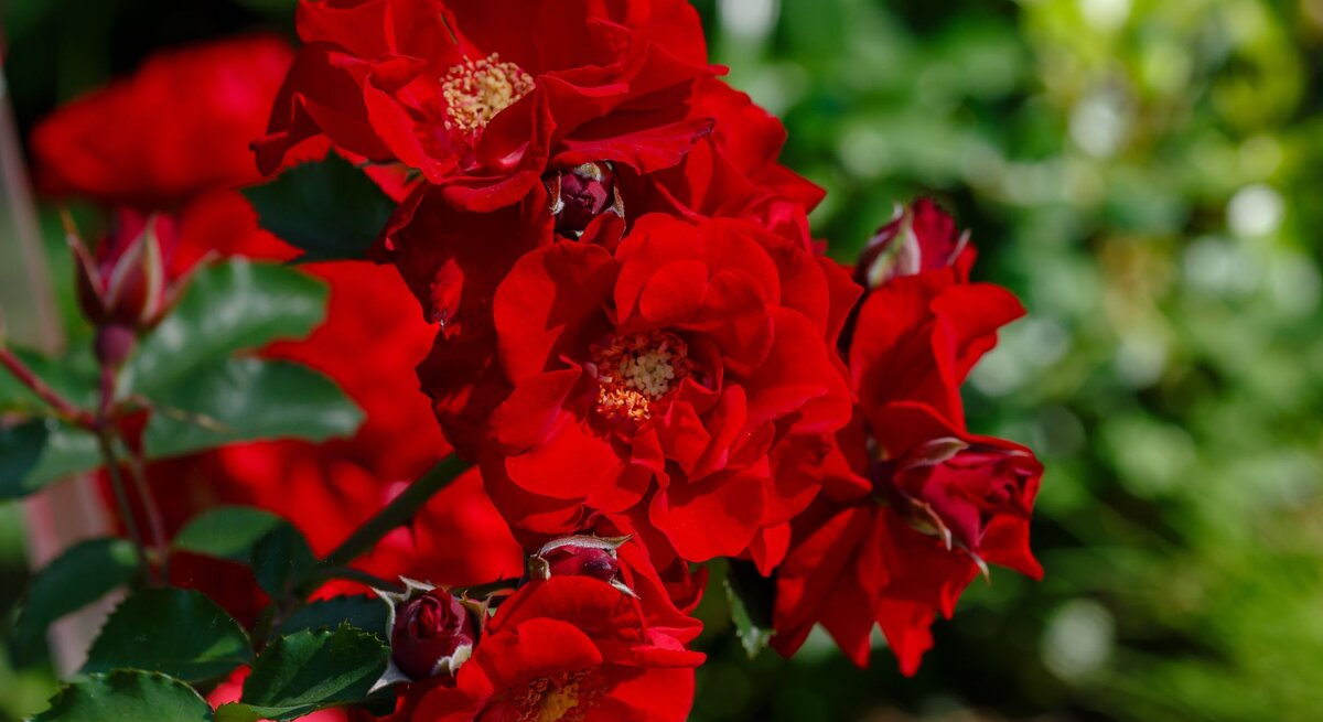 Üppig blühende tiefrote Rosen mit leuchtenden gelben Blütenkernen ragen vor grünem, unscharfem Pflanzenhintergrund empor.