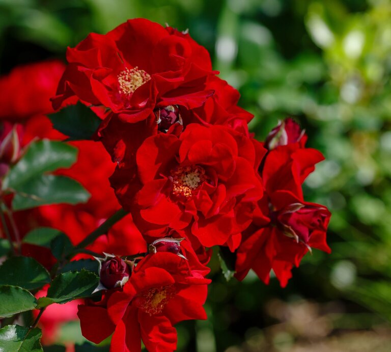 Üppig blühende tiefrote Rosen mit leuchtenden gelben Blütenkernen ragen vor grünem, unscharfem Pflanzenhintergrund empor. | © Adobe Stock/ Flower_Garden
