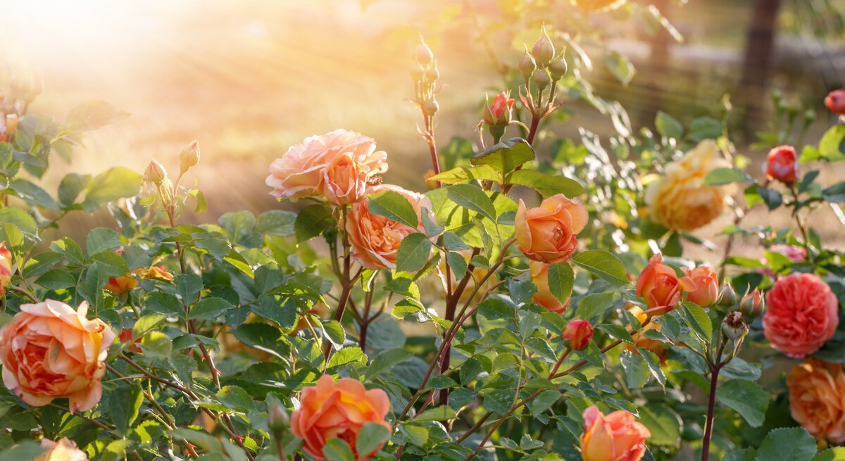 Strahlender Rosengarten mit orangefarbenen, voll erblühten Rosen und Knospen im warmen Licht der Abendsonne vor grünem Blättermeer.