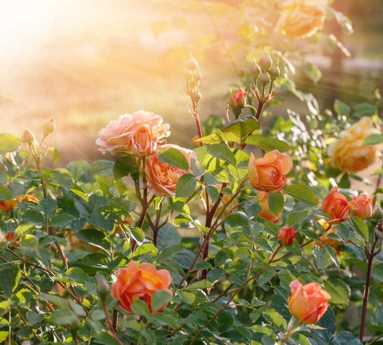 Strahlender Rosengarten mit orangefarbenen, voll erblühten Rosen und Knospen im warmen Licht der Abendsonne vor grünem Blättermeer. | © Adobe Stock/ Olga Ionina