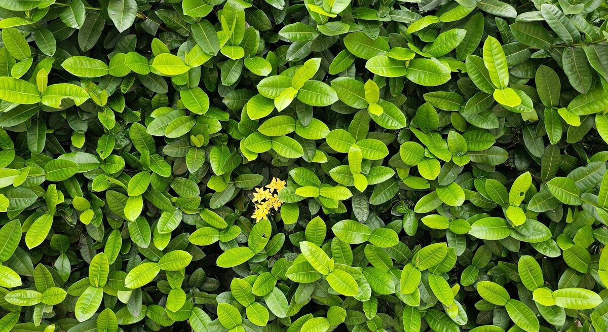 Dichtes grünes Blätterdickicht mit leuchtend gelber Blüte in der Mitte vor einem Zaun aus vertikalen Holzlatten.