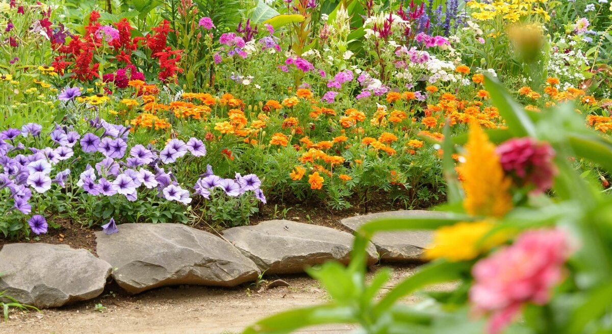 Üppiges Blumenbeet mit violetten, orangen und roten Blüten vor großen Steinen und grünem Sommerhintergrund.