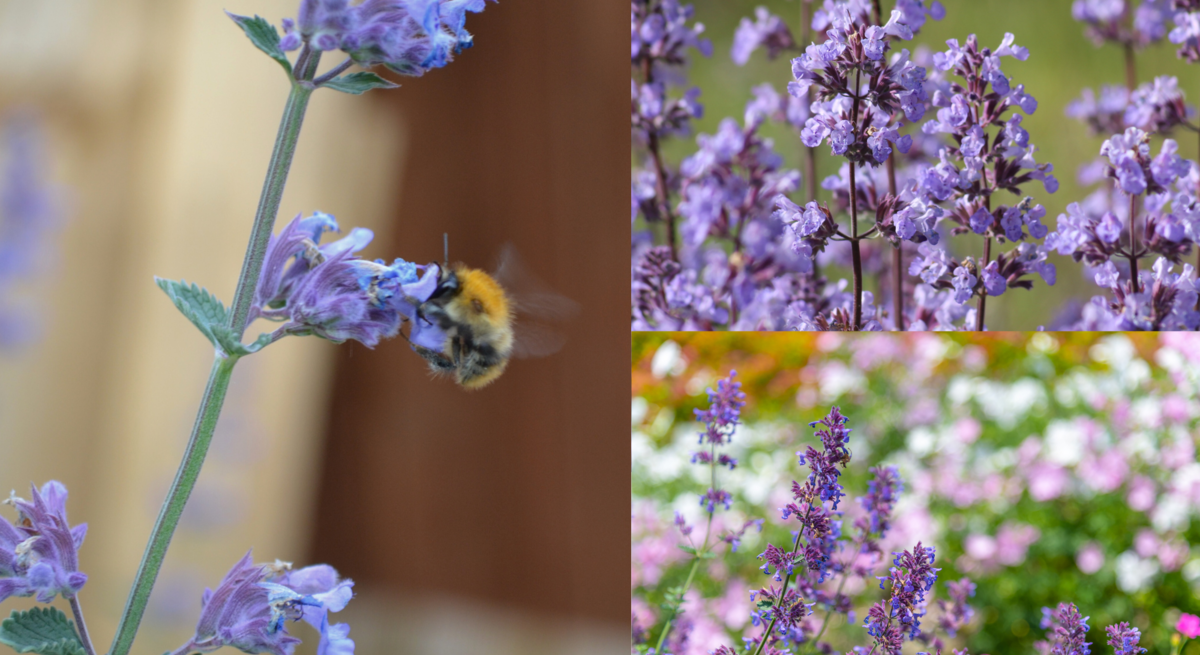 Drei Ansichten violetter Katzenminze: mit Hummel, in voller Blüte auf Wiese und in buntem Sommergarten mit Blütenmeer.