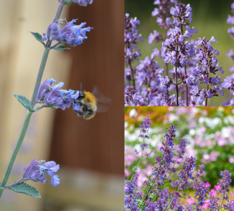Drei Ansichten violetter Katzenminze: mit Hummel, in voller Blüte auf Wiese und in buntem Sommergarten mit Blütenmeer. | © Canva/Collag:bildderfrau.de