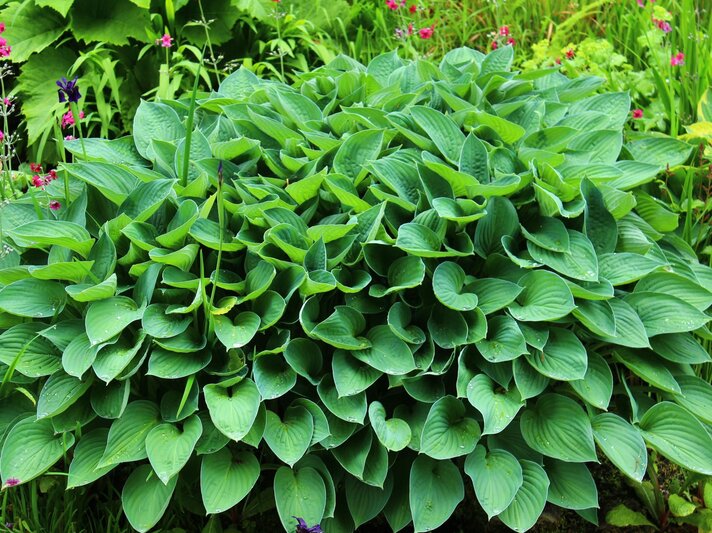 Üppiger Hosta-Busch mit großen, tropfnassen, herzförmigen Blättern in leuchtendem Grün im sommerlichen Gartenbeet. | © Shutterstock/N.Stertz