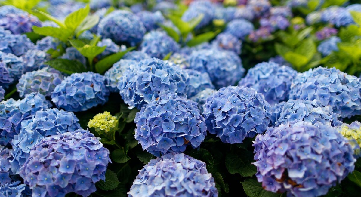 Dicht an dicht blühende blaue und violette Hortensienbälle mit frischem, grünem Laub in einem sommerlichen Gartenbeet.