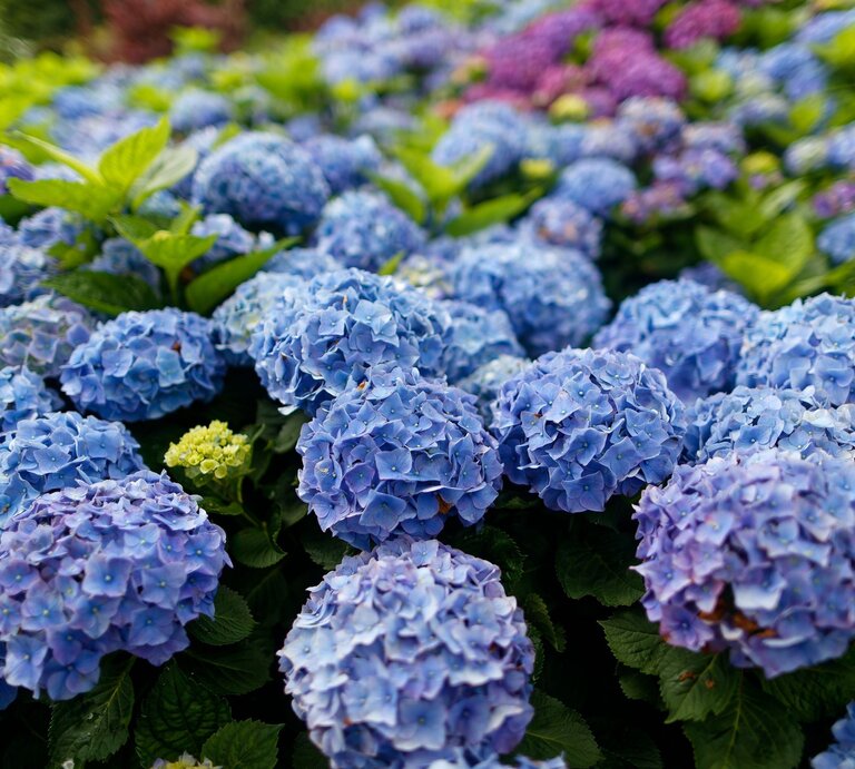 Dicht an dicht blühende blaue und violette Hortensienbälle mit frischem, grünem Laub in einem sommerlichen Gartenbeet. | © Shutterstock/AaronChenPS2