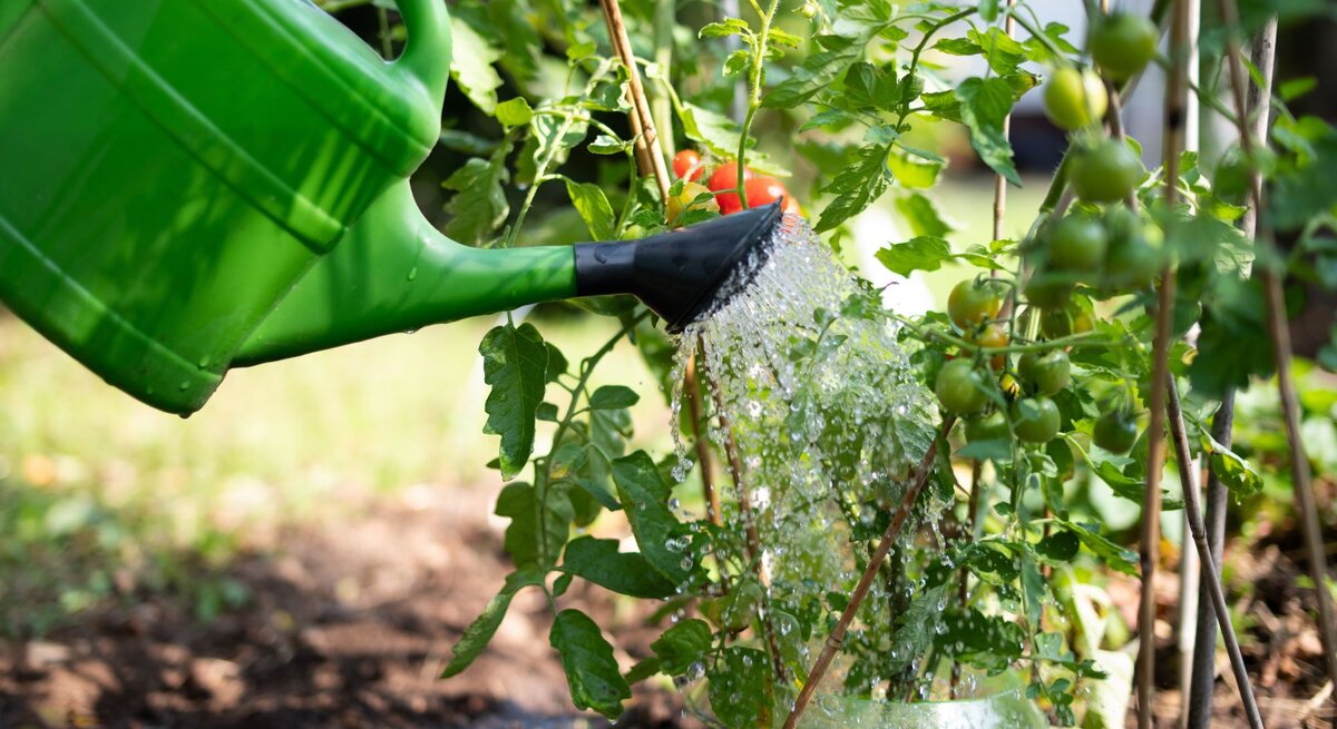Hand gießt Wasser aus einer grünen Gießkanne auf junge Tomatenpflanzen in einem sonnigen Garten.
