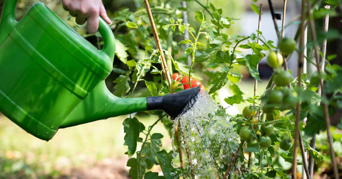 ppige Blte: Diese Pflanzen lieben Regenwasser
