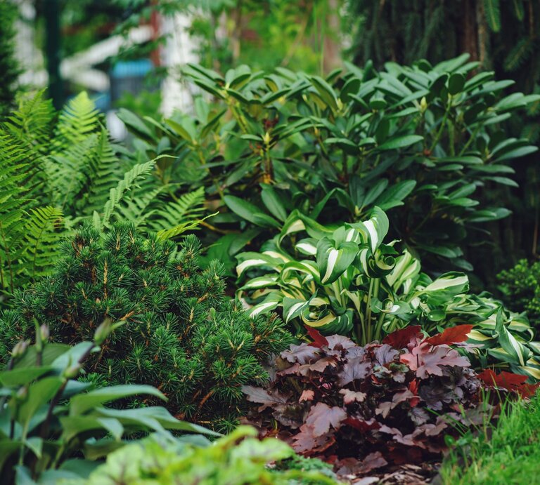 Verschiedenfarbige Blattschmuckpflanzen wachsen dicht an dicht vor dunklen Nadelgehölzen in einem gepflegten Ziergarten. | © Shutterstock/Maria Evseyeva