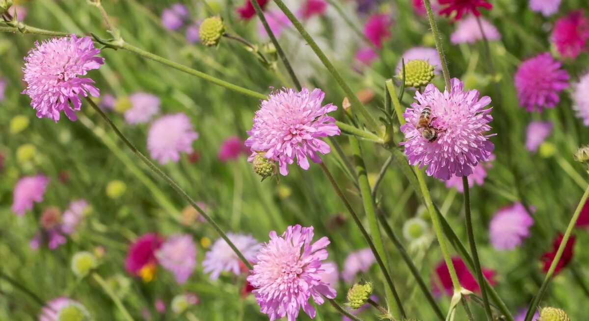 Feine Sommerblumen in Rosa und Pink auf filigranen Stielen, von Bienen umschwärmt vor lebendigem Wiesenhintergrund.