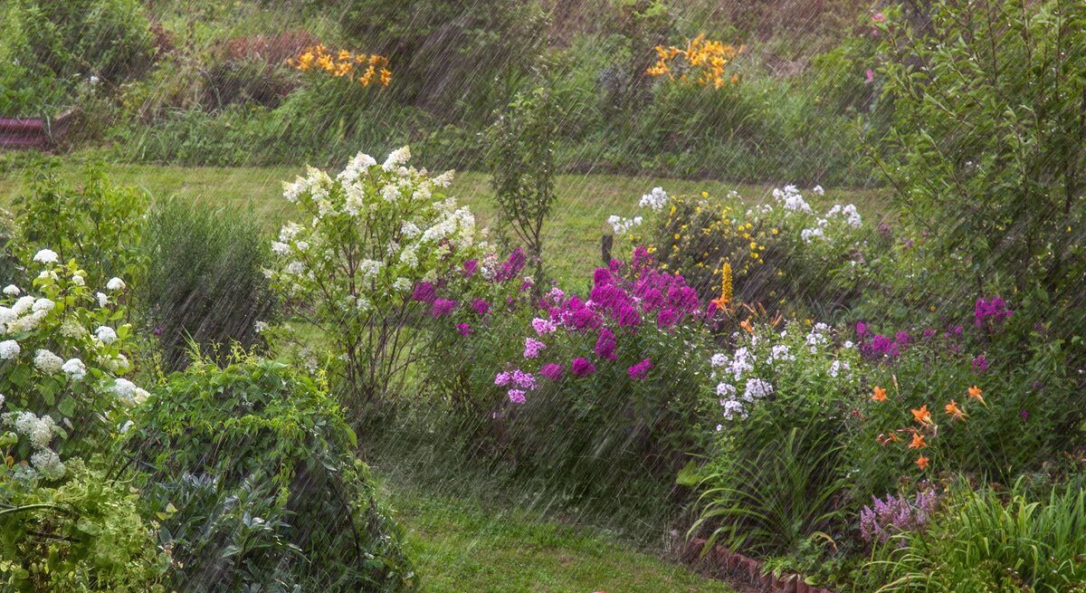 Starker Sommerregen fällt auf blühende Staudenbeete mit weißen, violetten und orangefarbenen Blumen, vorn liegt ein roter Fußball.