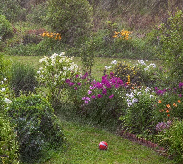 Starker Sommerregen fällt auf blühende Staudenbeete mit weißen, violetten und orangefarbenen Blumen, vorn liegt ein roter Fußball. | © Adobe Stock/ Елена Жуковская