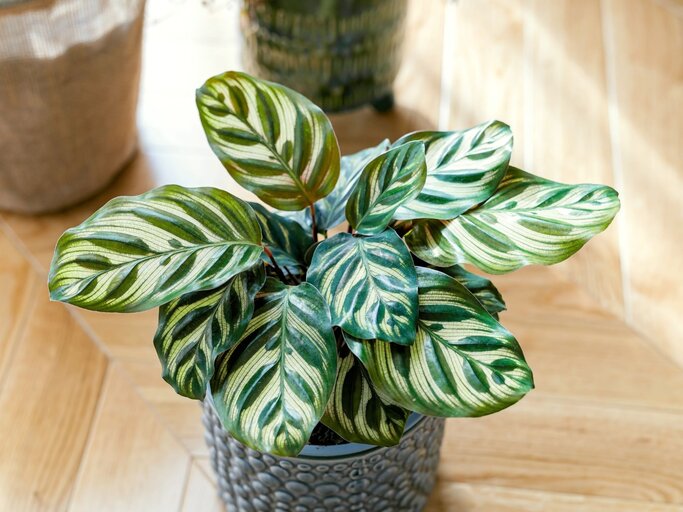 Calathea-Pflanze mit auffällig grün-weiß gemusterten Blättern in grauem Topf auf hellem Holzfußboden bei Sonnenlicht. | © Adobe Stock/ Sappheiros