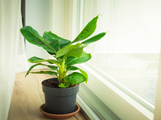 Eine junge Bananenpflanze mit kräftig grünen Blättern steht in einem schwarzen Topf auf hellem Holzboden am Fenster. | © Adobe Stock/ silvia