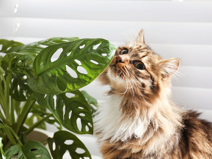 Eine flauschige getigerte Katze mit weißem Fell schnuppert neugierig an den glänzenden Blättern einer Monstera-Pflanze vor heller Jalousie. | © Adobe Stock/ New Africa