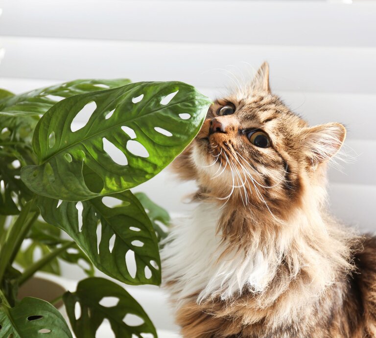 Eine flauschige getigerte Katze mit weißem Fell schnuppert neugierig an den glänzenden Blättern einer Monstera-Pflanze vor heller Jalousie. | © Adobe Stock/ New Africa