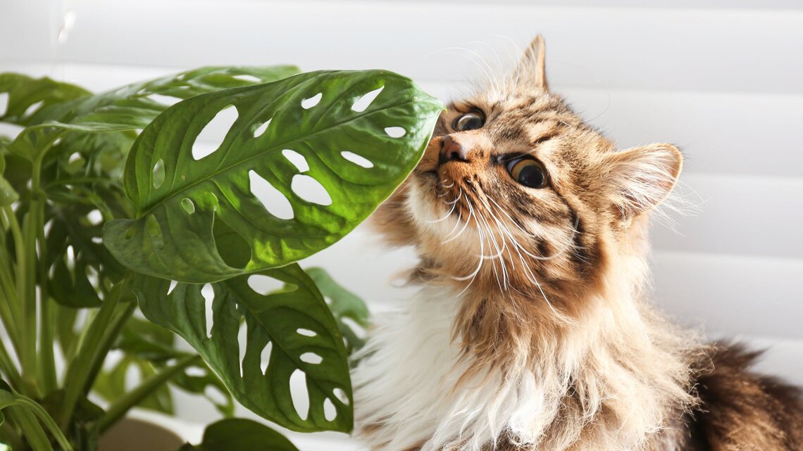 Diese 7 Zimmerpflanzen machen Katze und Pflanzen-Fans glcklich