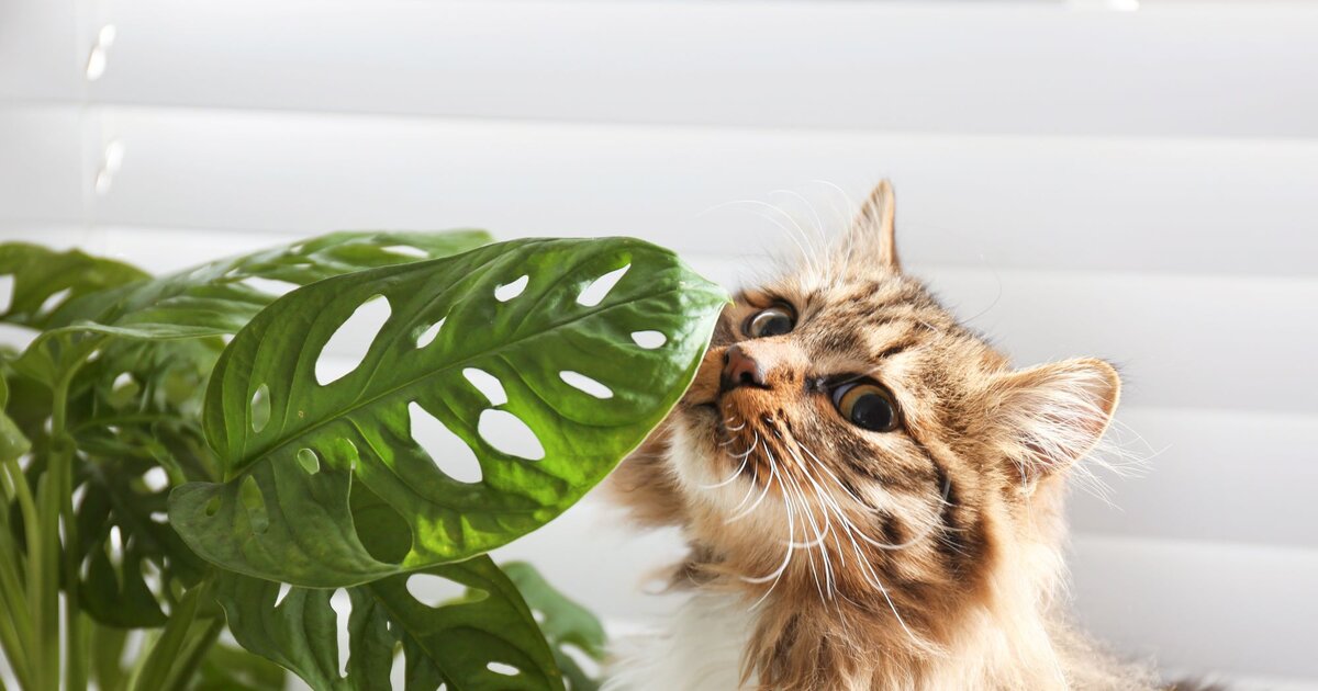 Diese 7 Zimmerpflanzen machen Katze und Pflanzen-Fans glcklich