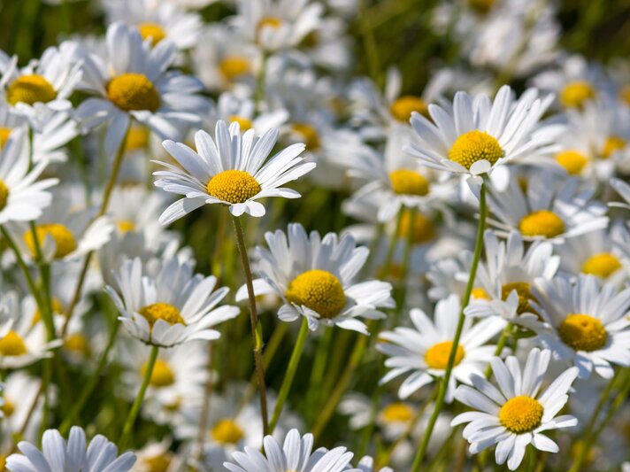 Dichtes Feld aus weiß blühenden Margeriten mit leuchtend gelben Blütenkörben an einem sonnigen Sommertag. | © Shutterstock/Mira Drozdowski