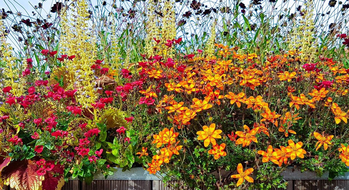 Bunter Blumenkasten mit leuchtend orangefarbenen, roten und gelben Blüten vor zartem Gras und hellem Sommerhimmel.