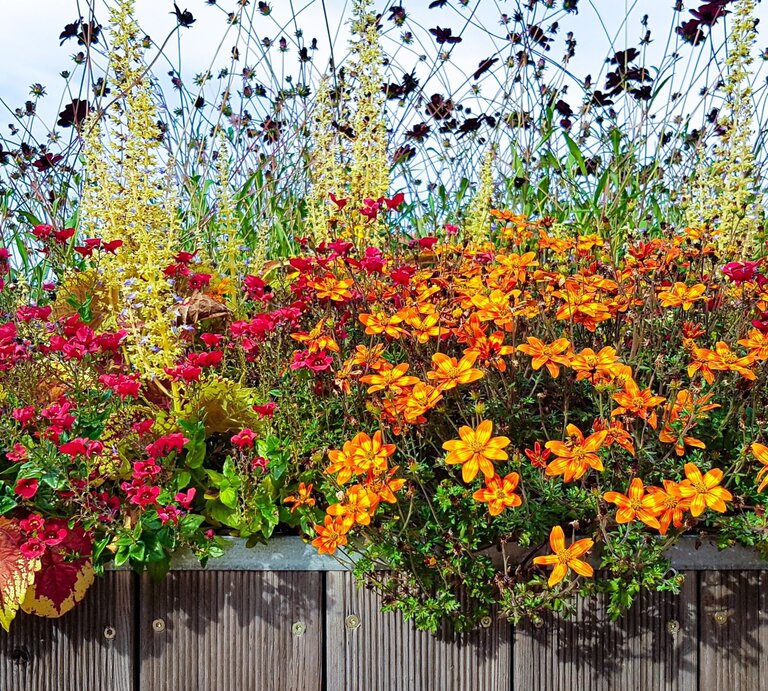 Bunter Blumenkasten mit leuchtend orangefarbenen, roten und gelben Blüten vor zartem Gras und hellem Sommerhimmel. | © Shutterstock/www.barfuss-junge.de