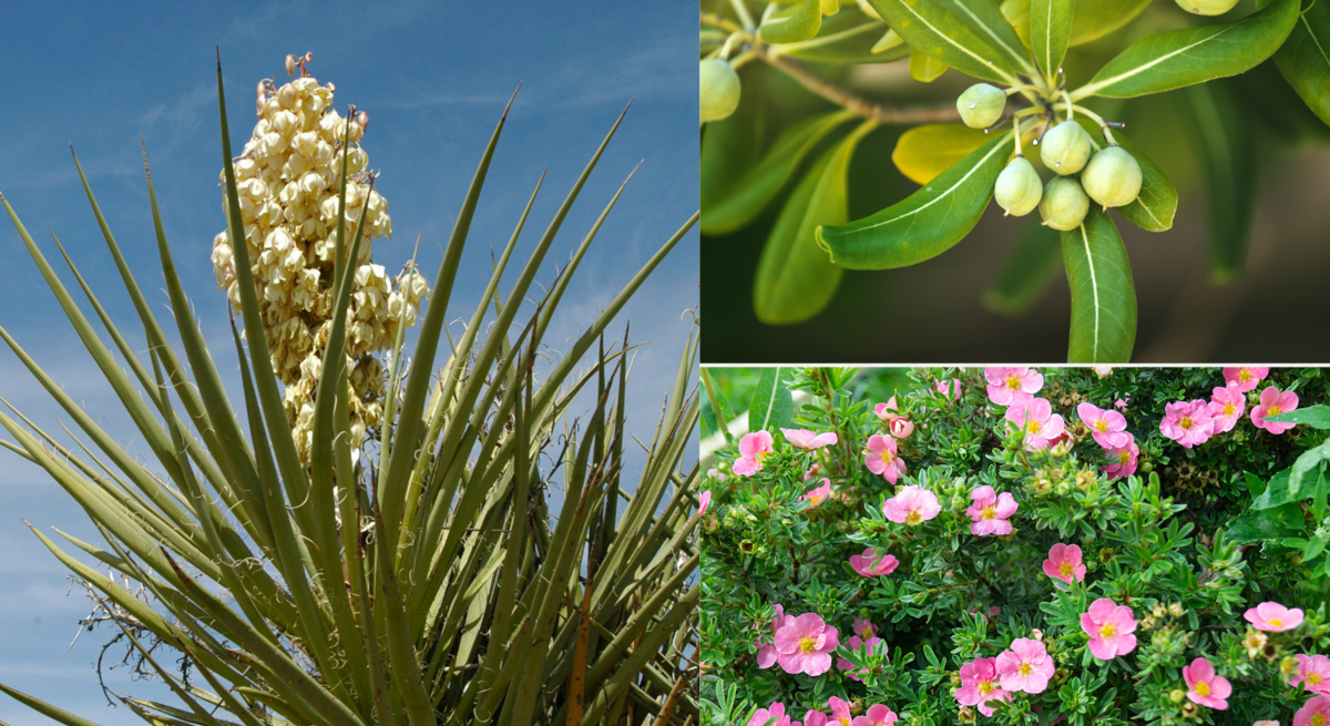 Große Yucca mit cremeweißer Blüte vor blauem Himmel, daneben Zweig mit grünen Beeren und Strauch mit rosa Blüten.