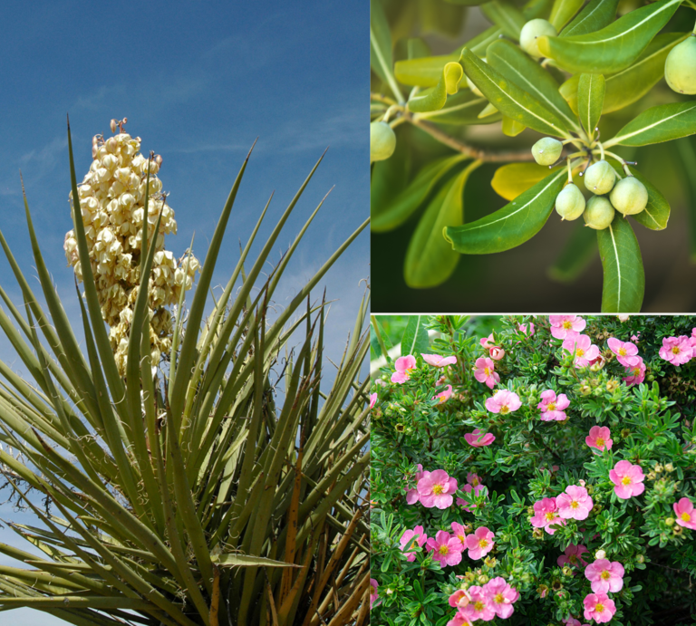 Große Yucca mit cremeweißer Blüte vor blauem Himmel, daneben Zweig mit grünen Beeren und Strauch mit rosa Blüten. | © Canva [M]