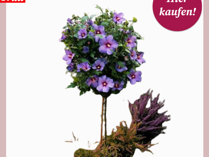 Ein Hibiskus-Stämmchen mit leuchtend violetten Blüten steht dekorativ neben einem Bund lila Heidekraut auf Moosboden. | © Lidl/Canva/Collage:bildderfrau.de
