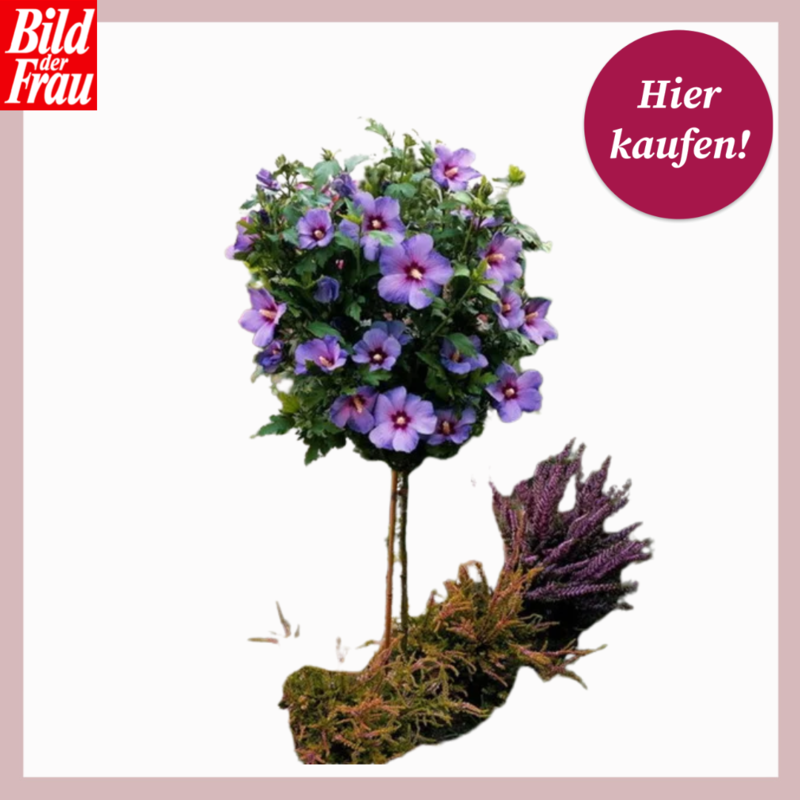 Ein Hibiskus-Stämmchen mit leuchtend violetten Blüten steht dekorativ neben einem Bund lila Heidekraut auf Moosboden. | © Lidl/Canva/Collage:bildderfrau.de