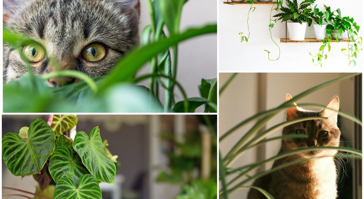 Collage mit zwei Katzen, die zwischen Zimmerpflanzen hervorschauen, und Nahaufnahmen von Herzblatt- sowie hängenden Grünpflanzen an der Wand.