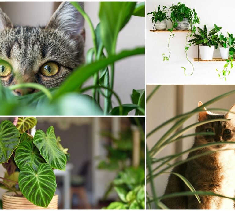 Collage mit zwei Katzen, die zwischen Zimmerpflanzen hervorschauen, und Nahaufnahmen von Herzblatt- sowie hängenden Grünpflanzen an der Wand. | © Collage: bildderfrau.de/Canva