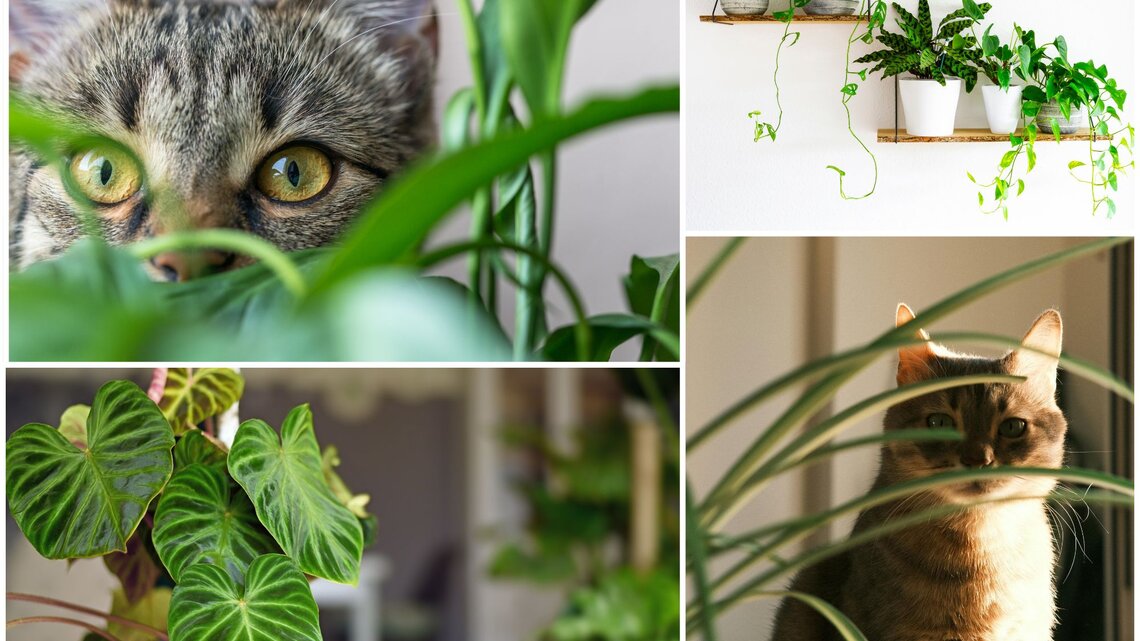 Tropenflair ohne Risiko: Diese Zimmerpflanze liebt auch deine Katze