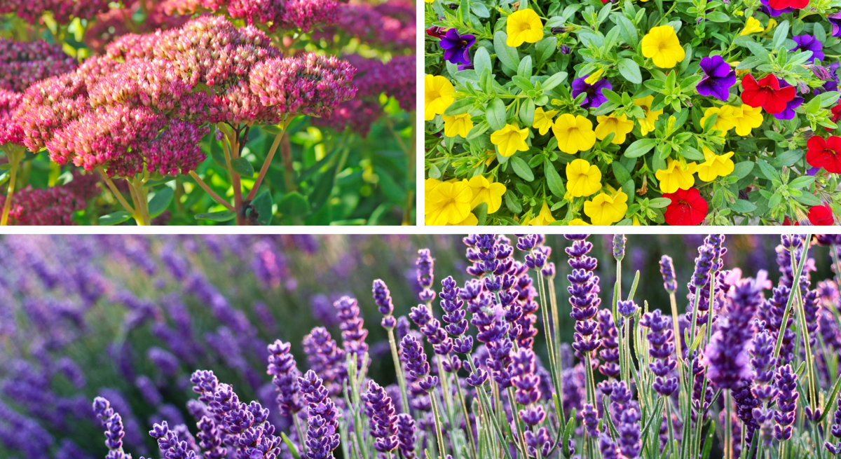 Üppige Stauden mit rosaroten Dolden, bunte Petunien und blühender Lavendel in voller Sommerpracht bei Sonnenlicht.