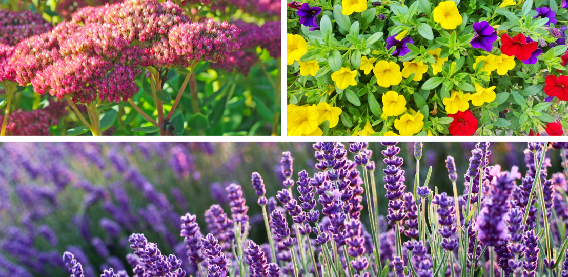 Üppige Stauden mit rosaroten Dolden, bunte Petunien und blühender Lavendel in voller Sommerpracht bei Sonnenlicht. | © Canva [M]