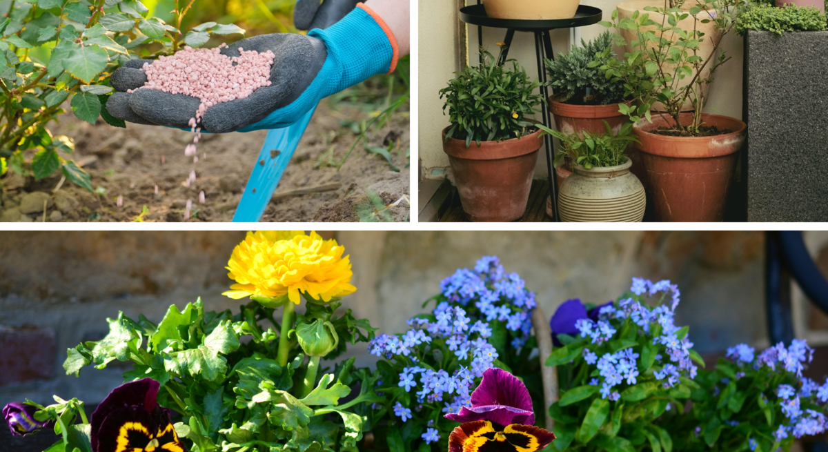 Eine Person mit blauen Gartenhandschuhen streut rosa Düngergranulat an Rosenpflanzen in lockerem Erdreich.