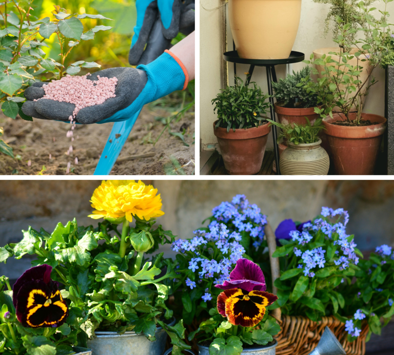 Eine Person mit blauen Gartenhandschuhen streut rosa Düngergranulat an Rosenpflanzen in lockerem Erdreich. | © Canva [M]