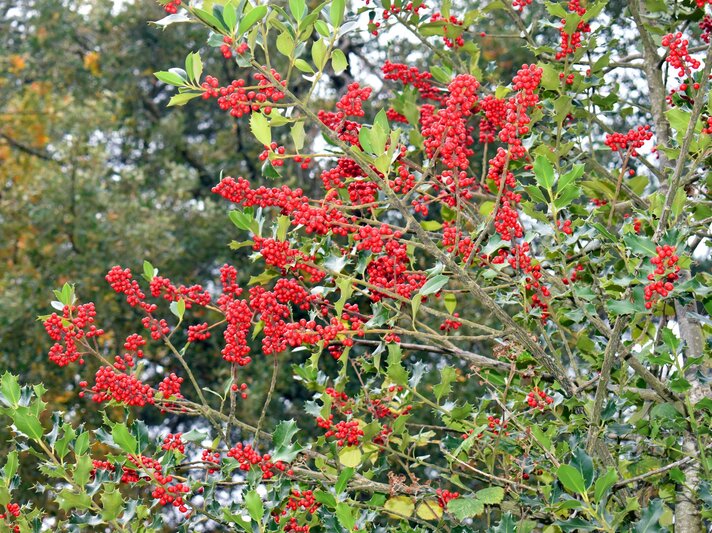 Dicht gewachsene Stechpalmenzweige mit leuchtend roten Beeren vor herbstlich gefärbtem, leicht verschwommenem Waldhintergrund. | © Shutterstock/Jon Benedictus